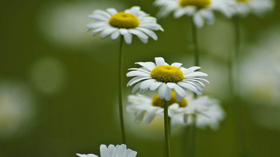 Calming Chamomile Tea — key ingredient