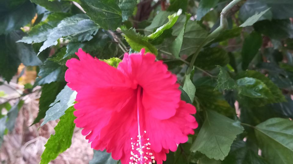 Hibiscus Green Tea — key ingredient
