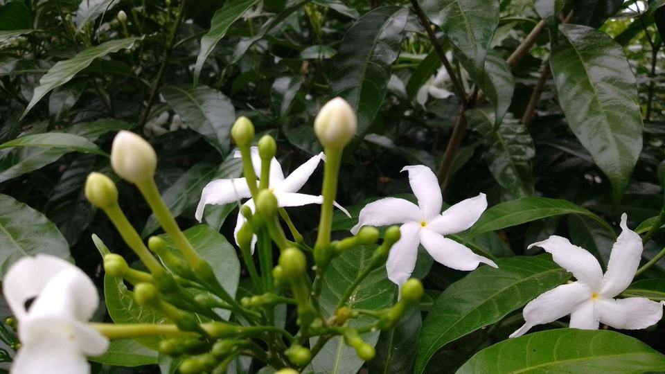 Jasmine Green Tea — key ingredient