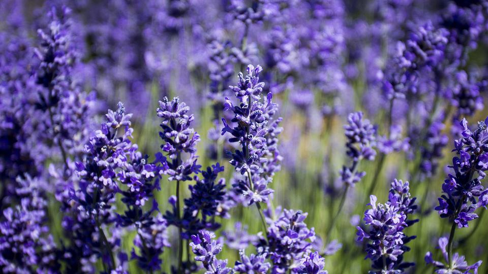 Lemon Lavender Black Tea — key ingredient