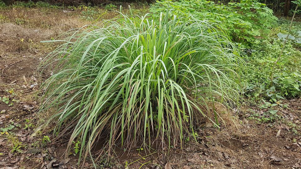 Lemongrass Green Tea — key ingredient
