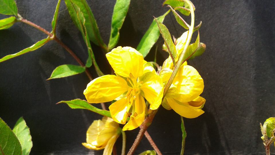 Tanner's Cassia Green Tea — key ingredient